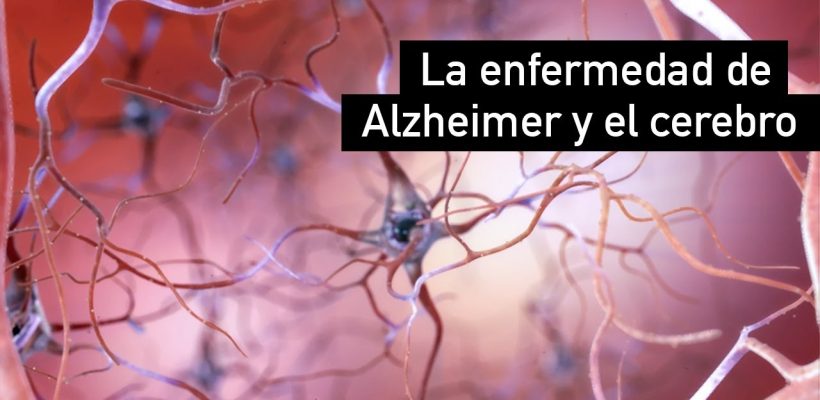 Una mirada hacia el universitario con familiar con Alzheimer